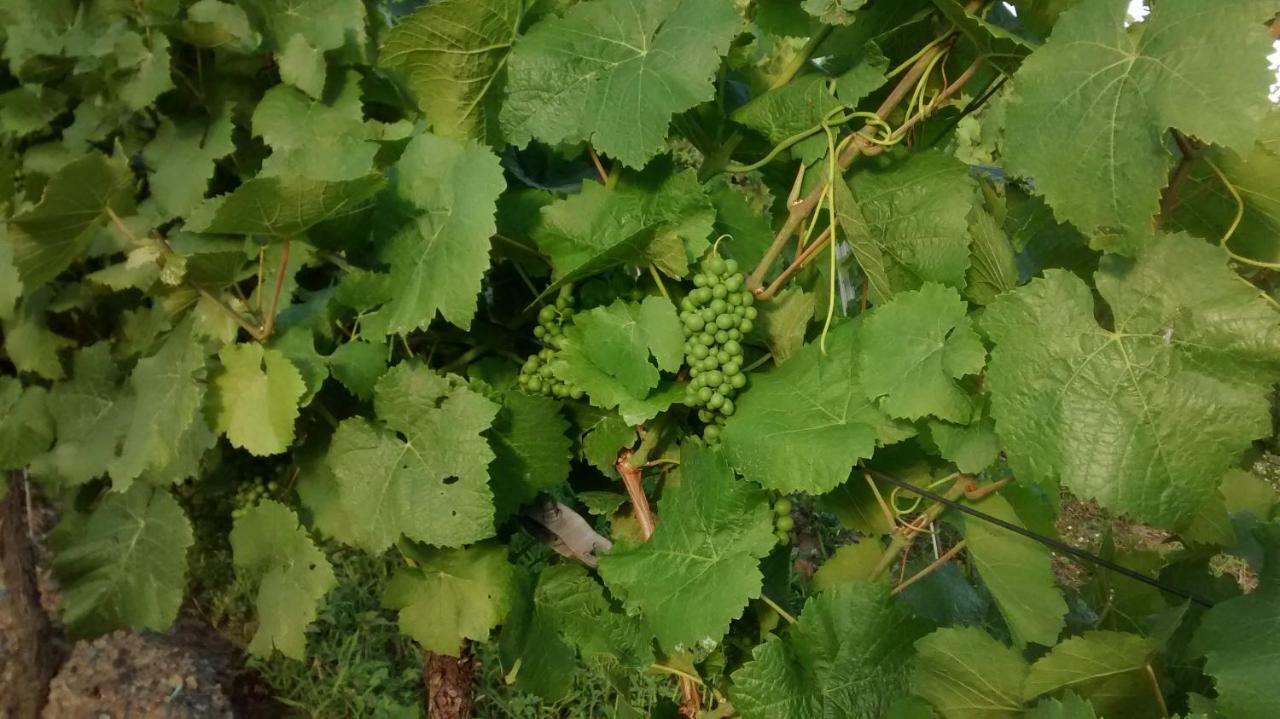 Weingut Sauer-Kettermann Villa Enkirch Buitenkant foto